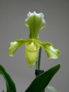 Paphiopedilum insigne var. sanderae